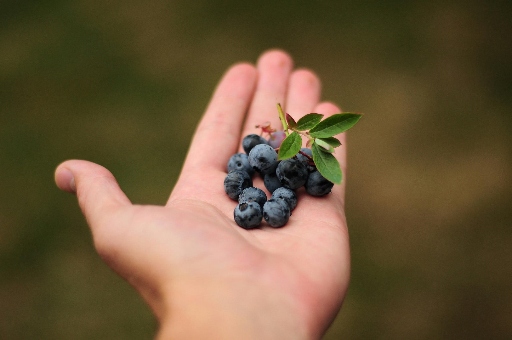 Do Blueberries Help with Kid’s Constipation?
