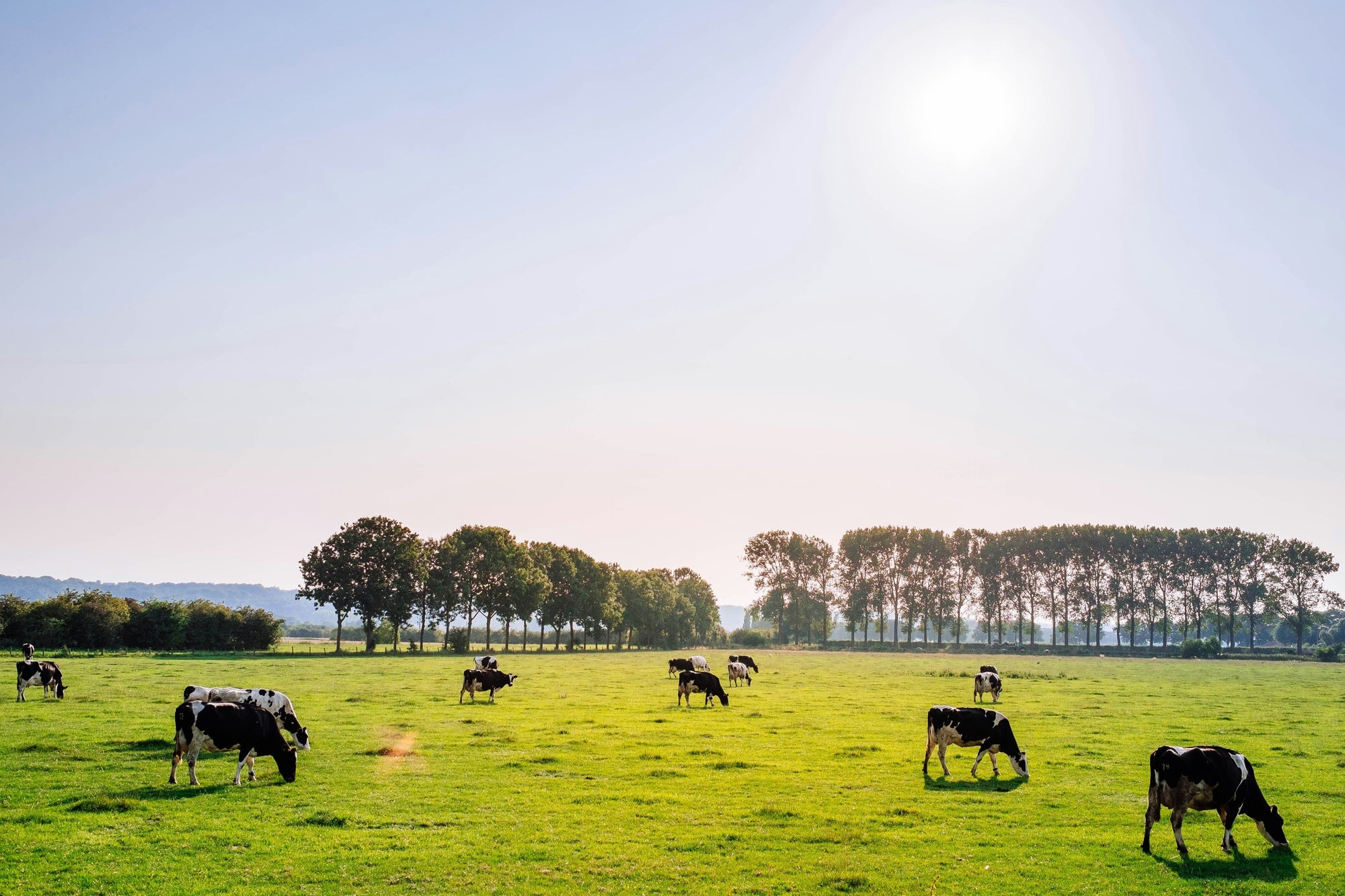 Is A2 Milk Better for Kids’ Gut Health?
